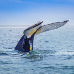 Whale tail above the water during a whale-watching cruise tour near Tadoussac, Quebec.